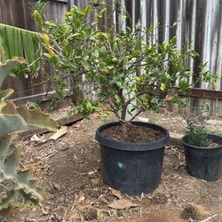 Dwarf Meyer Lemon Tree