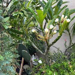 Plumeria Plant