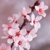 blossom