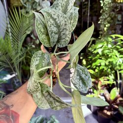 4” Pothos ‘Silver Splash’ $14.99🩶💚🩶