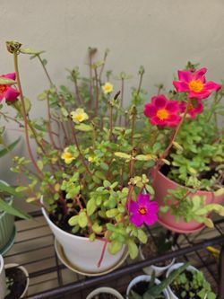 Healthy Vibrant Muti-color Flower Portulaca in 6.5" Container with a Tray