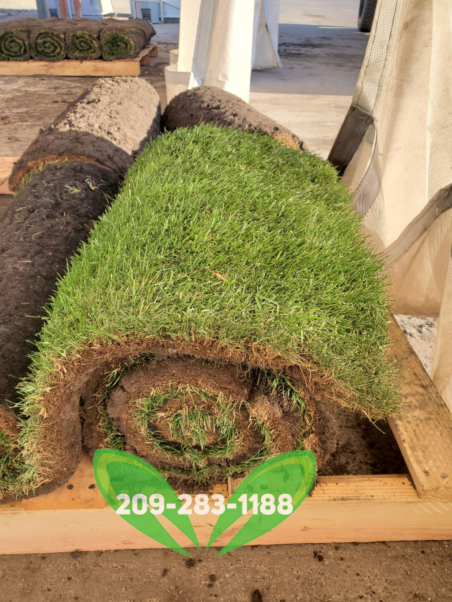 Best Quality Sod