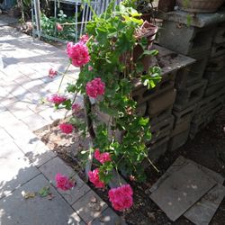 Cactus Succulent Flowers Pot Corona De Cristo.Oregano Albahaca Tesedron Etc