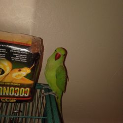 Green Indian Ring Neck 700.00 Firm