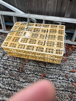 Chicken crate good to keep crabs alive
