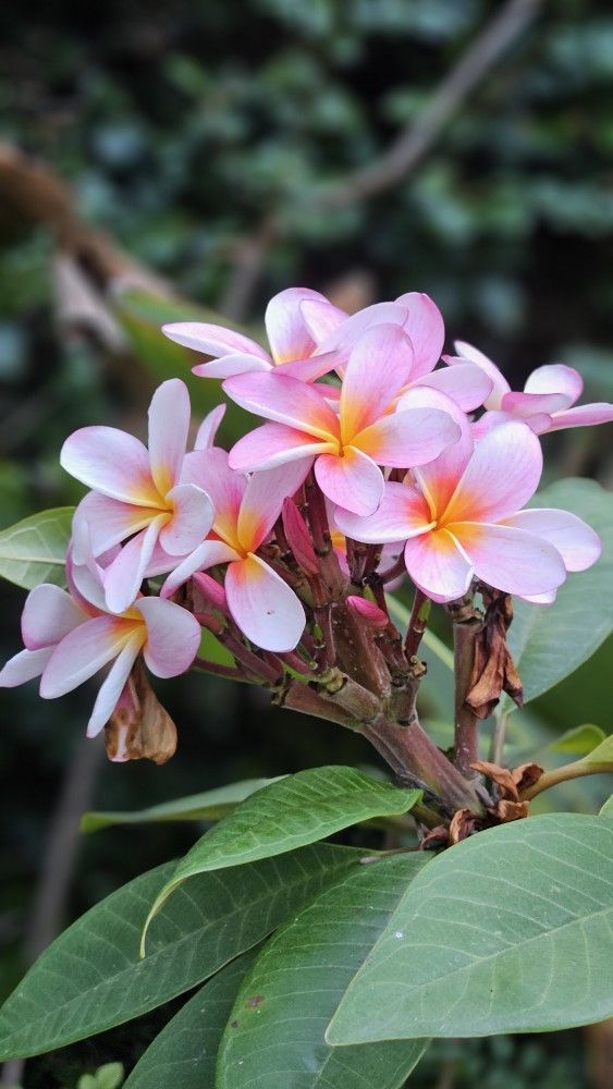 Plumerias Rooted Ready To Plant for Sale in Los Angeles, CA OfferUp
