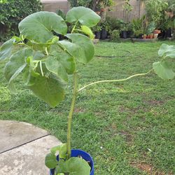 Yerva Santa Plant Medesinal