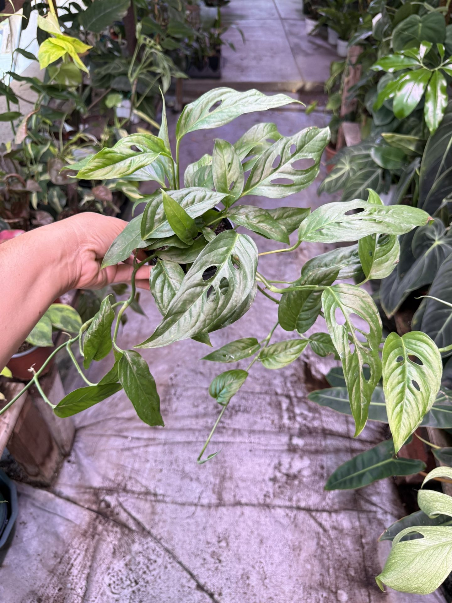 5” Monstera Laniata