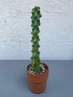 Boobie cactus