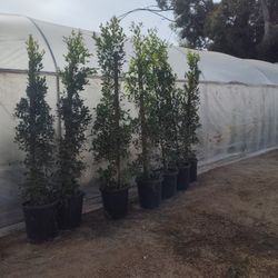 Ficus Nitida 15 Gallons 