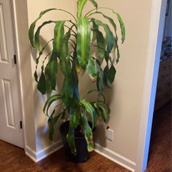 Dracaena 