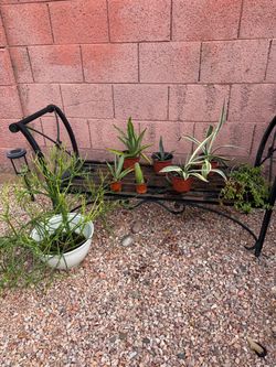 8 different cactus plants $25