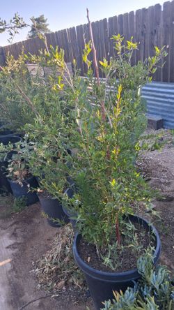 Pomegranate  tree 🌳