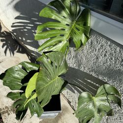 Monstera Deliciosa Plant $30 (4 Leaves)