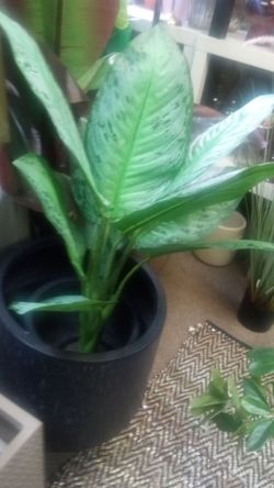 New silk plant