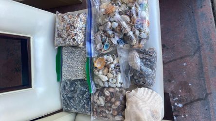 Seashells/collector