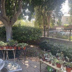 🪴🌱🌵GARDEN PLANTS SUPER SALE ‼️‼️‼️