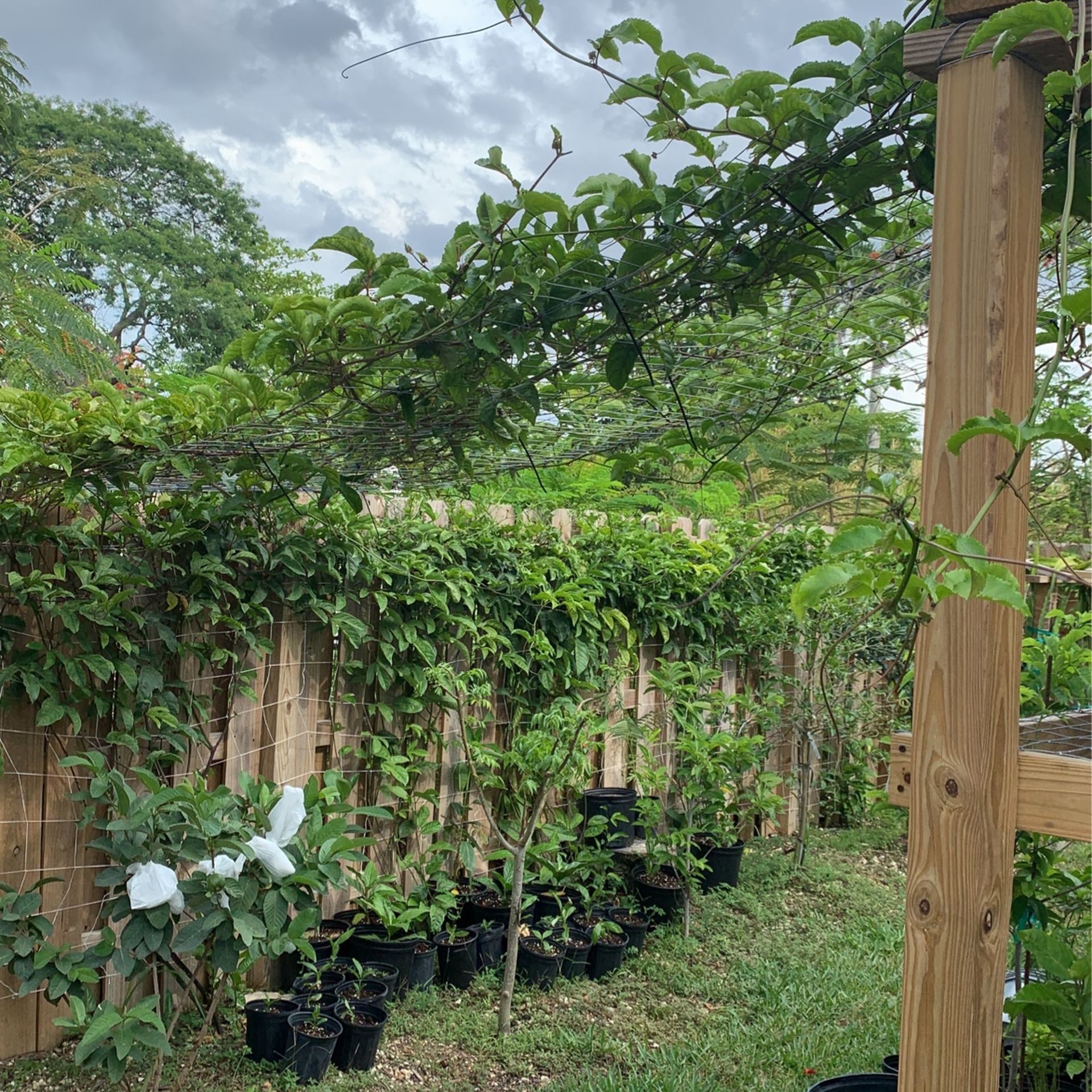 Passion Fruit Vine