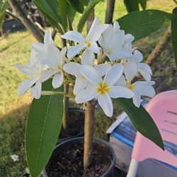 ROSALES.    30$  Cada Uno 