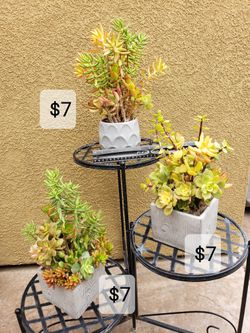 Succulent Arrangements 