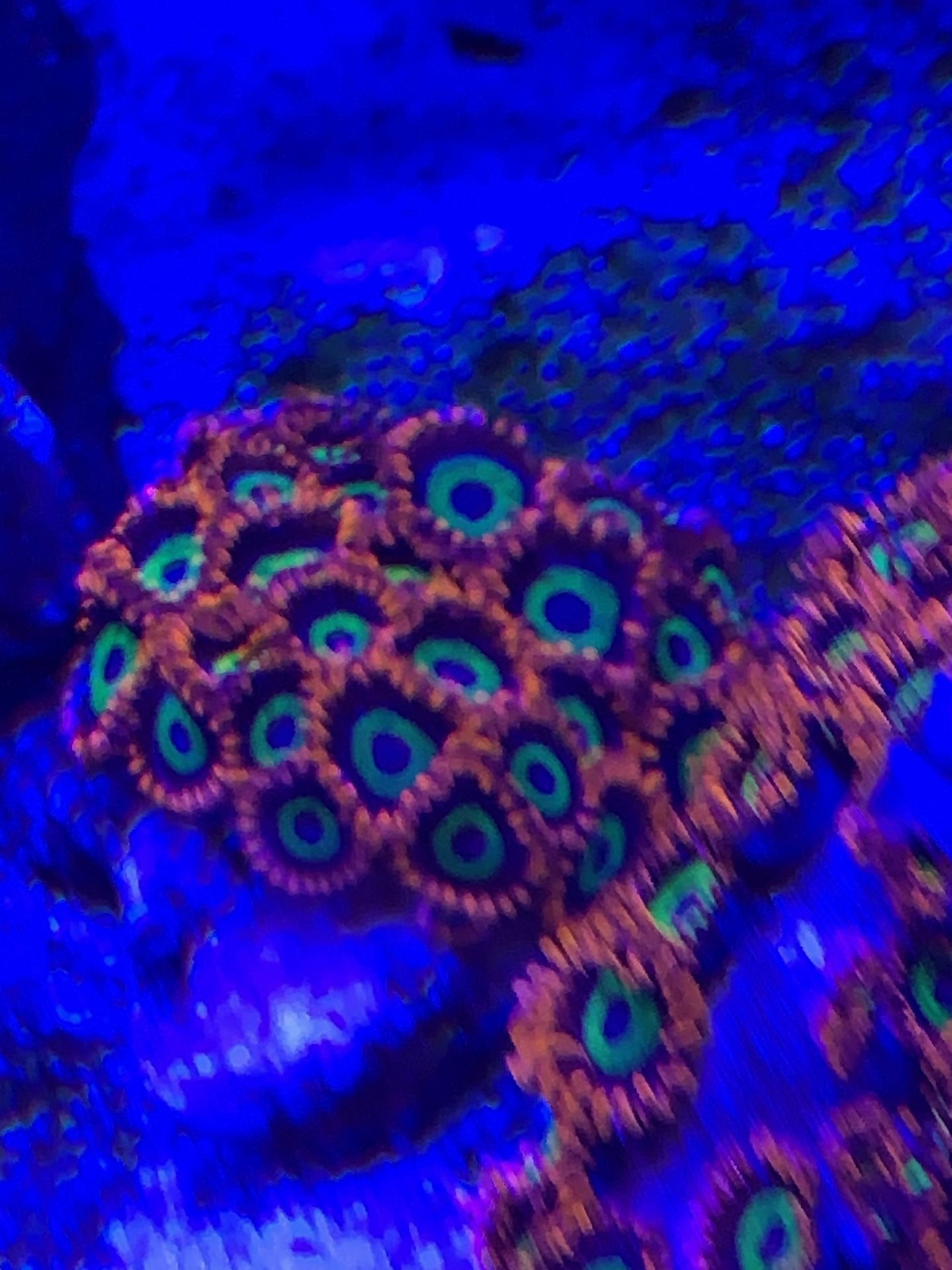 Coral Decoration 