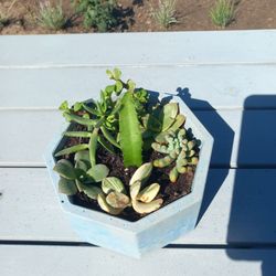 Succulent