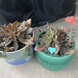 Many Beautiful Succulent Planters
