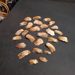 Natural Turkey Wing Seashells Lot Of 26 Shells 1" To 2.5"