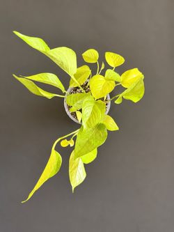 Neon Pothos – Healthy Established Plant