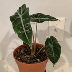 Medium Size  House Plant Alocasia