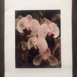 Original One Of A Kind Still Life Professional Photograph 11 X 14”