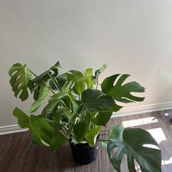 Monstera Plant 