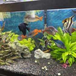 Solo Los Peces
