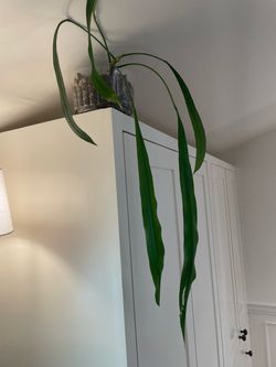 Anthurium Vittariifolium