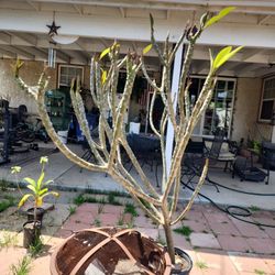 5 Ft Plumeria
