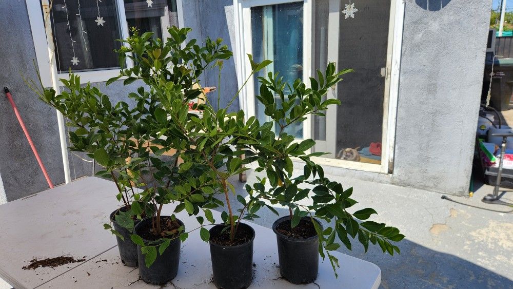 Fruiting Strawberry Guava Trees