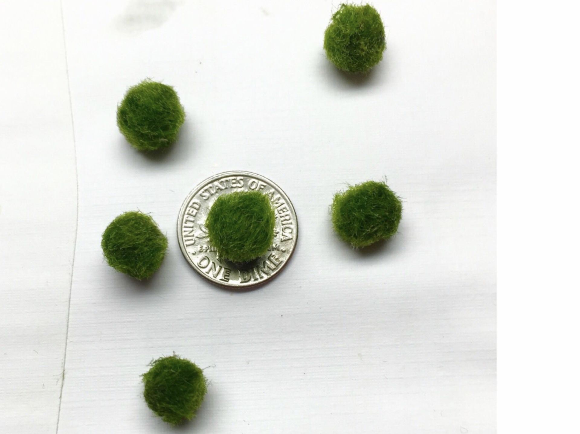 Marimo Moss Balls 0.25inch (0,6cm) Cladophora Live Plant Aquarium in USA