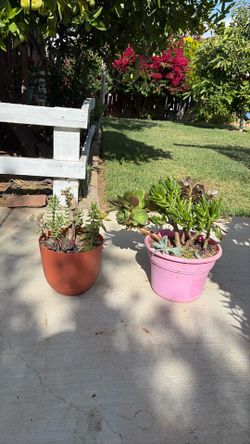 plantas suculentas diferentes plantas en cada maceta