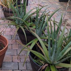 Aloe Plants Large Pots