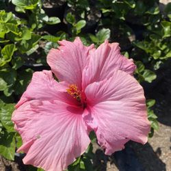 Hibiscus Bush