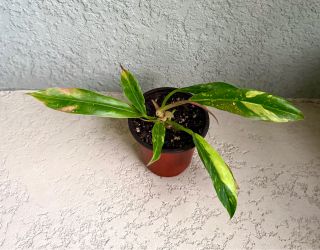 Philodendron Ring of Fire plant