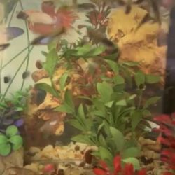 Fish Tank 