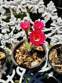 CACTUS PLANT IN BLOOM- $5 Each Pot