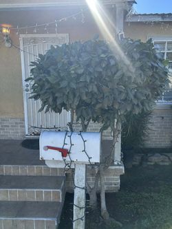 Jardinero