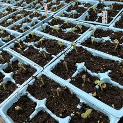 Giant Sunflower Plants 6 Packs 6$ Each For Seeds To Eat Or Looks
