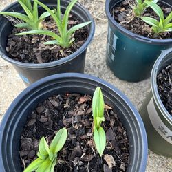 Orange Daylilies perennial homegrown plants