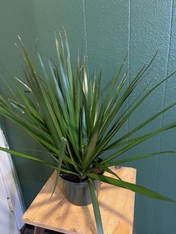 Indoor Plant 