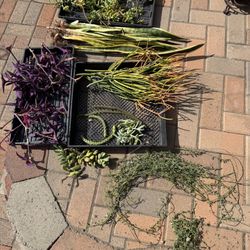 FREE Succulent Plant Cuttings 