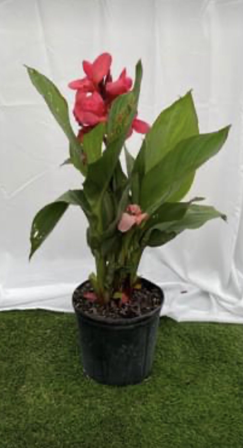 Canna Lily - 3 Gallon