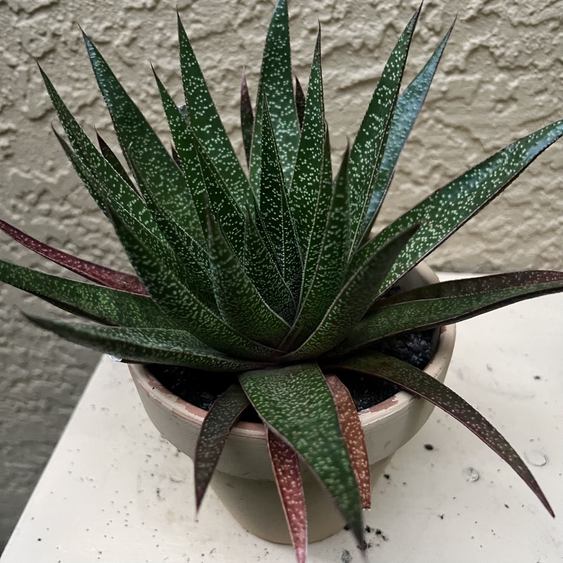Big Succulent Plant In Clay Pot 🪴